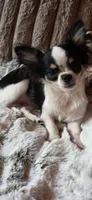 Marvin , a male Chihuahua for sale in New Boston, NH – 1 of 8