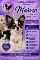 Marvin , a male Chihuahua for sale in New Boston, NH – 2 of 8