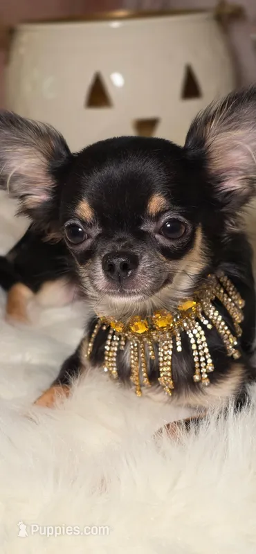 Tiki – Chihuahua puppy for sale in New Boston, NH