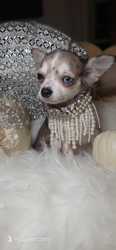 Marcy – Chihuahua puppy for sale in New Boston, NH