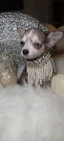 Marcy, a female Chihuahua for sale in New Boston, NH – 1 of 6