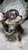 Grayson, a male Chihuahua for sale in New Boston, NH – 8 of 9