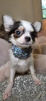 Zane , a male Chihuahua for sale in New Boston, NH – 4 of 7
