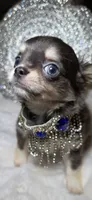 Grayson, a male Chihuahua for sale in New Boston, NH – 9 of 9