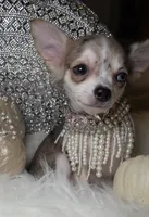 Marcy, a female Chihuahua for sale in New Boston, NH – 5 of 6
