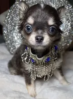 Grayson, a male Chihuahua for sale in New Boston, NH – 6 of 9