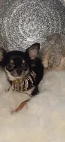Tiki, a female Chihuahua for sale in New Boston, NH – 3 of 10