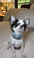 Zane , a male Chihuahua for sale in New Boston, NH – 6 of 7