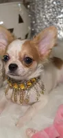Molly, a female Chihuahua for sale in New Boston, NH – 8 of 10