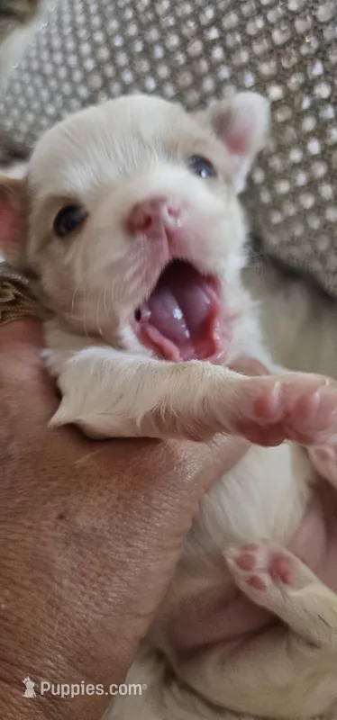 Jimmy – Chihuahua puppy for sale in New Boston, NH