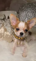 Molly, a female Chihuahua for sale in New Boston, NH – 4 of 10