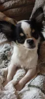Marvin , a male Chihuahua for sale in New Boston, NH – 5 of 8