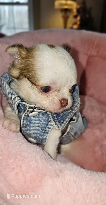 Tiny KIRSTEN – Chihuahua puppy for sale in New Boston, NH