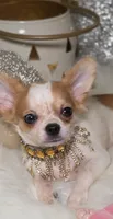 Molly, a female Chihuahua for sale in New Boston, NH – 6 of 10