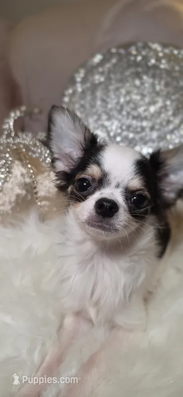 Zane  – Chihuahua puppy for sale in New Boston, NH