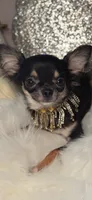 Tiki, a female Chihuahua for sale in New Boston, NH – 6 of 10