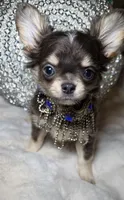 Grayson, a male Chihuahua for sale in New Boston, NH – 5 of 9