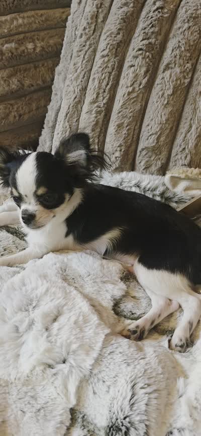 Marvin , a male Chihuahua for sale in New Boston, NH – 3 of 8