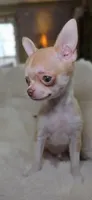 Teeny Tot Mickey, a male Chihuahua for sale in New Boston, NH – Photo 3 of 10