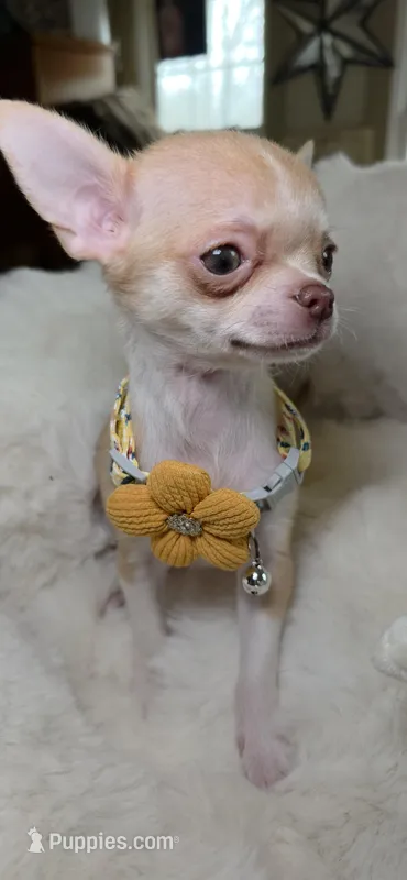 Teeny Tot Mickey – Chihuahua puppy for sale in New Boston, NH