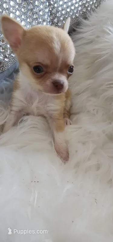 Teeny Tot Mickey – Chihuahua puppy for sale in New Boston, NH