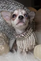 Marcy, a female Chihuahua for sale in New Boston, NH – 4 of 6