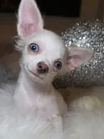 Rufus , a male Chihuahua for sale in New Boston, NH – 3 of 3