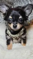 Rottie, a male Chihuahua for sale in New Boston, NH – 5 of 5