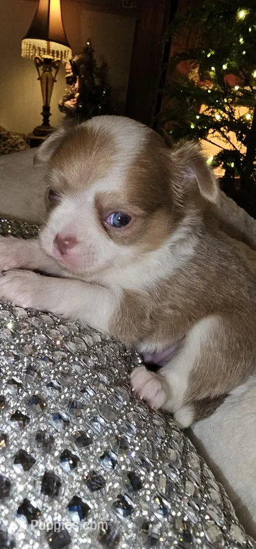 Remy – Chihuahua puppy for sale in New Boston, NH