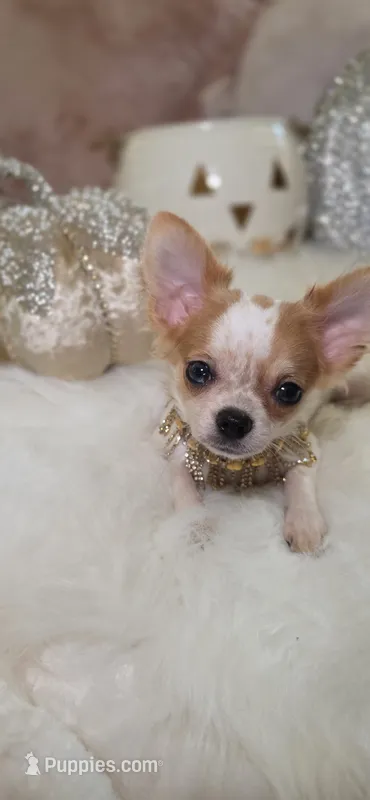 Molly – Chihuahua puppy for sale in New Boston, NH