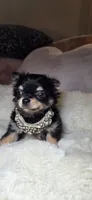 Rottie, a male Chihuahua for sale in New Boston, NH – 2 of 5