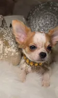 Molly, a female Chihuahua for sale in New Boston, NH – 7 of 10