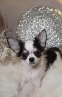 Zane , a male Chihuahua for sale in New Boston, NH – 4 of 5