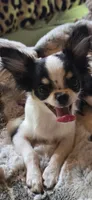 Marvin , a male Chihuahua for sale in New Boston, NH – 7 of 8