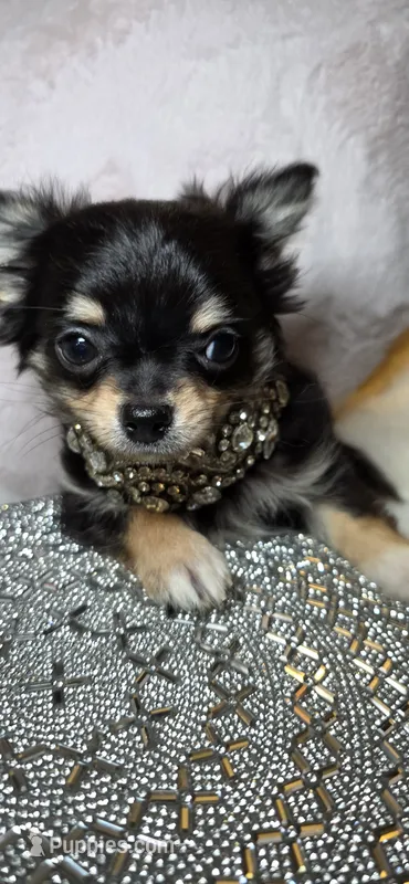 Rottie – Chihuahua puppy for sale in New Boston, NH