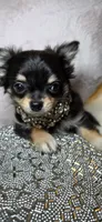 Rottie, a male Chihuahua for sale in New Boston, NH – 1 of 5