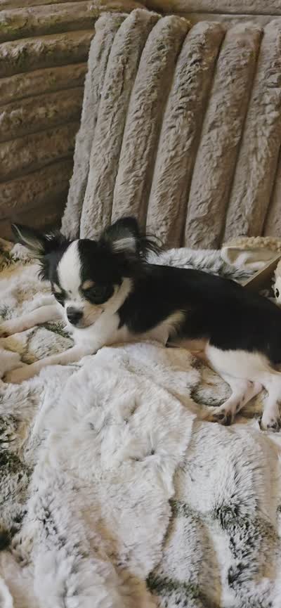 Marvin , a male Chihuahua for sale in New Boston, NH – 6 of 8
