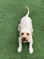 Leo, a male Goldendoodle for sale in South Gate, CA – 7 of 8