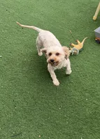 Leo, a male Goldendoodle for sale in South Gate, CA – 3 of 8