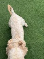 Leo, a male Goldendoodle for sale in South Gate, CA – 2 of 8