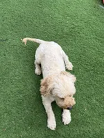 Leo, a male Goldendoodle for sale in South Gate, CA – 5 of 8