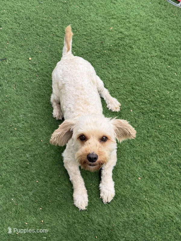 Leo – Goldendoodle puppy for sale in South Gate, CA
