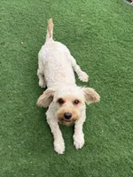Leo, a male Goldendoodle for sale in South Gate, CA – 1 of 8