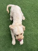 Leo, a male Goldendoodle for sale in South Gate, CA – 6 of 8