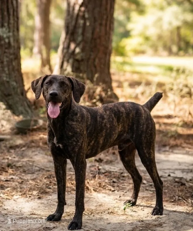 Blue – Mountain Cur puppy for sale in Oakdale, LA