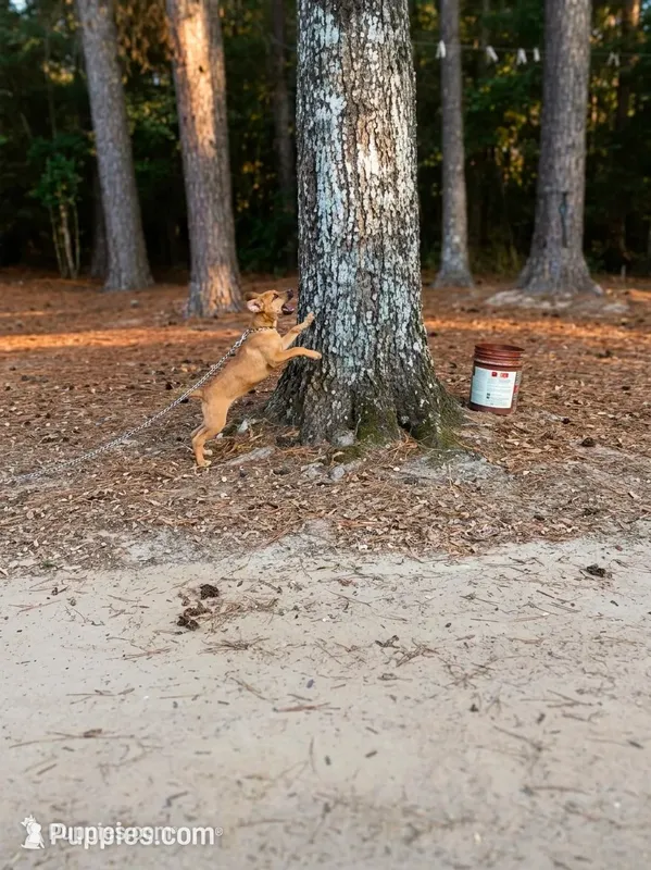 Little Red  – Mountain Cur puppy for sale in Oakdale, LA