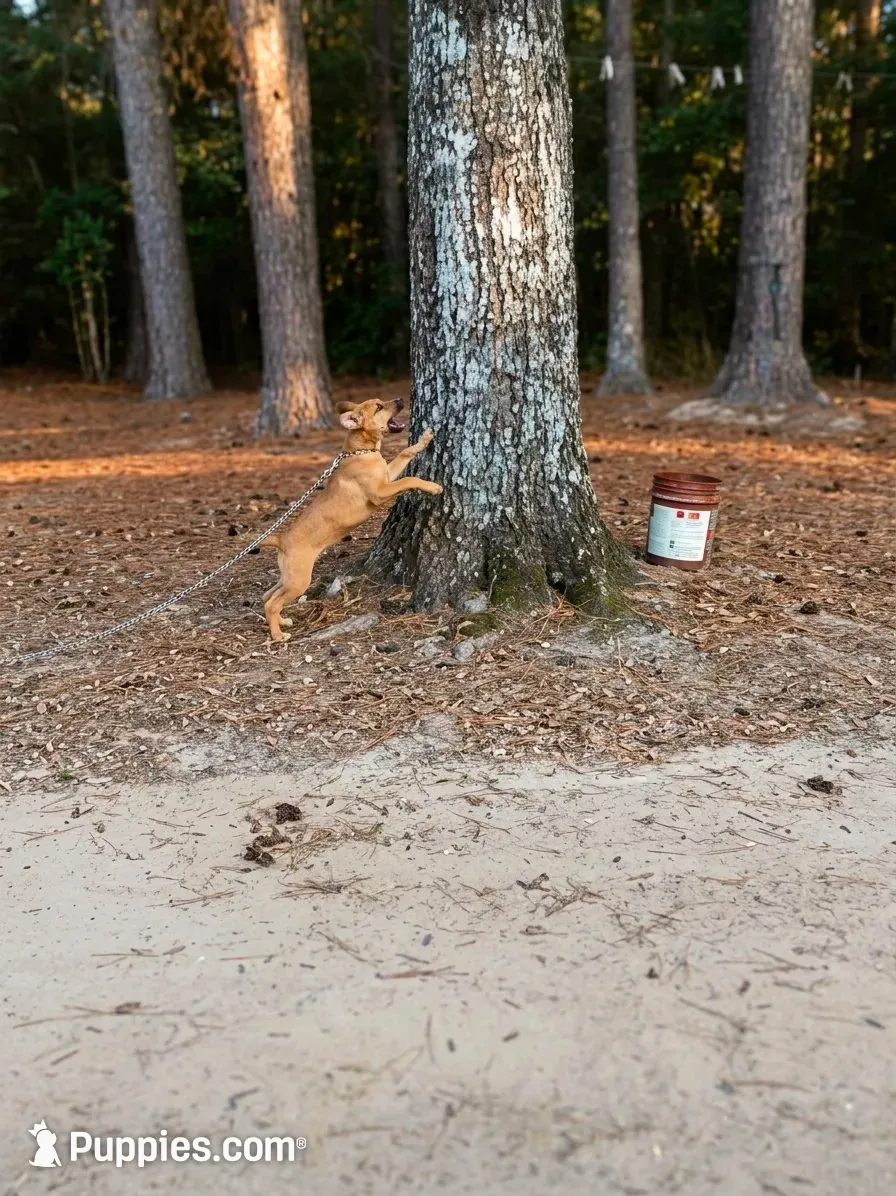 Little Red , a male Mountain Cur for sale in Oakdale, LA – 1 of 2