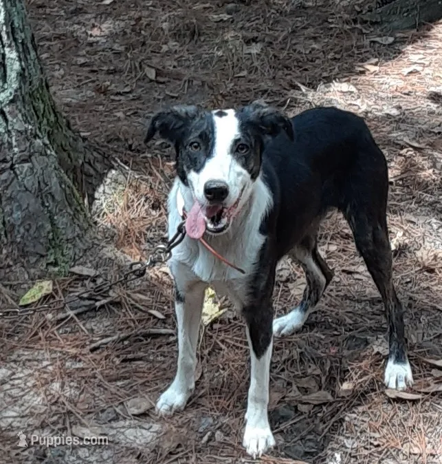 Bell – Mountain Cur puppy for sale in Oakdale, LA