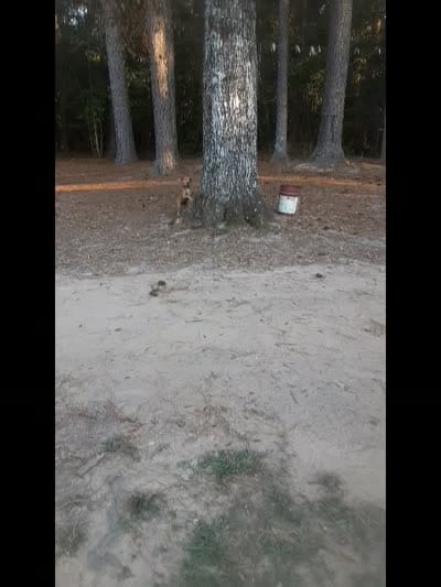 Little Red , a male Mountain Cur for sale in Oakdale, LA – 2 of 2