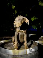 Halo, a male Catahoula Leopard Dog for sale in Tigard, OR – 8 of 8